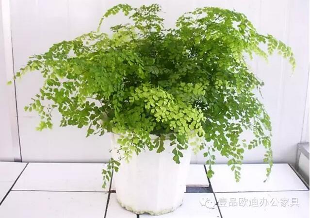 輕松解決辦公室內各種污染！